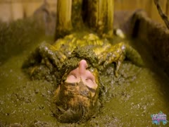 Pyjamas stuffed with dungjama cowshit